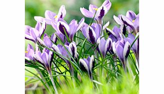 Crocus Bulbs - Spring Beauty