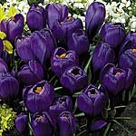 crocus Flower Record