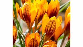 Crocus Jumbo Bulbs - Orange Monarch