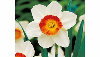 Daffodil Bulbs - Aflame