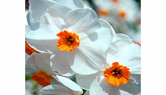 Daffodil Bulbs - Geranium