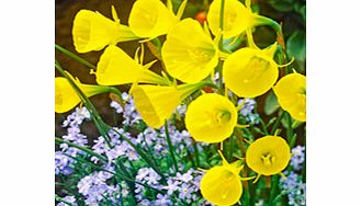 Daffodil Bulbs - Hoop Petticoat