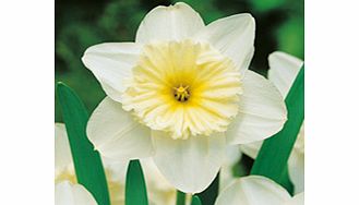 Daffodil Bulbs - Ice Follies