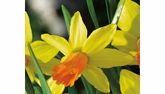 Daffodil Bulbs - Jetfire