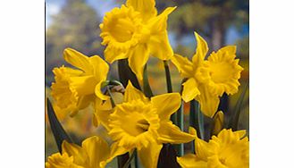Daffodil Bulbs - King Alfred