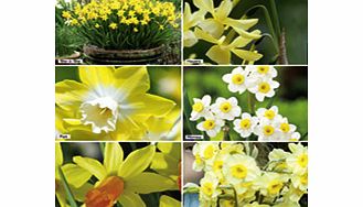 Daffodil Bulbs - Miniature Collection