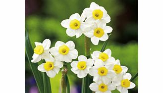 Daffodil Bulbs - Minnow