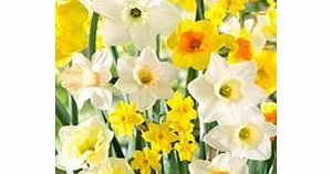 Daffodil Bulbs - Mix