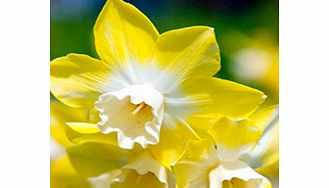 Daffodil Bulbs - Pipit