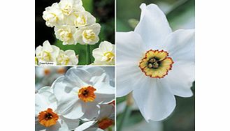 Daffodil Bulbs - Scented Collection