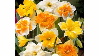 Daffodil Bulbs - Split Corona Collection