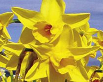 Daffodil Bulbs - Sweetness