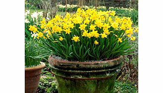 Daffodil Bulbs - Tete-a-Tete