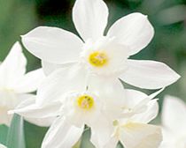 Daffodil Bulbs - Thalia
