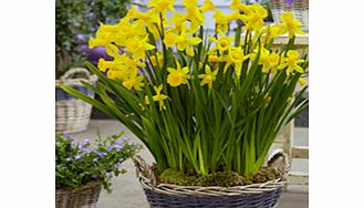 Daffodil Bulbs - Tweety Bird