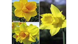 Daffodil (Cornish) Bulbs - Continuity Collection