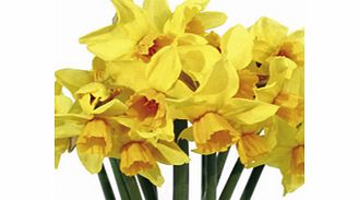 Daffodil (Cornish) Bulbs - Cornish Chuckles