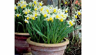 Daffodil (Cornish) Bulbs - Jack Snipe
