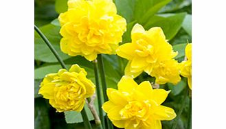 Daffodil (Cornish) Bulbs - Pencrebar