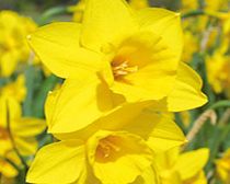 Daffodil (Cornish) Bulbs - Rosemoor Gold