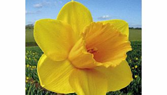 Daffodil (Cornish) Bulbs - Trelawney Gold