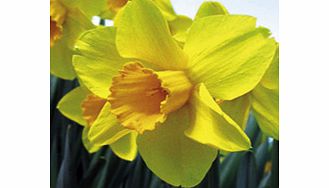 Daffodil (Cornish) Bulbs - Warleggan