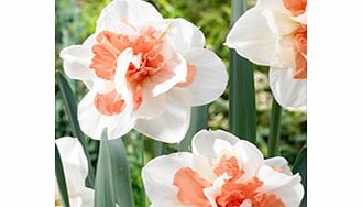 Daffodil Double Bulbs - Collection