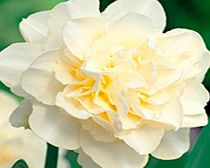 Daffodil (Double) Bulbs - Obdam