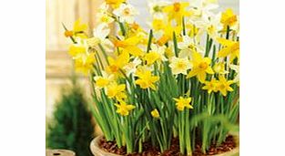 Daffodil Miniature Bulbs - Patio Mix