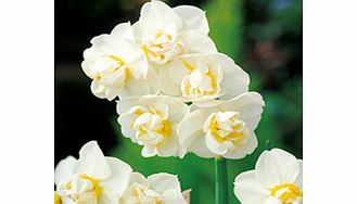 Daffodil (Narcissus) Cheerfulness Bulbs