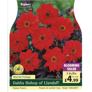 Dahlia Bishop of Llandaff Bulbs