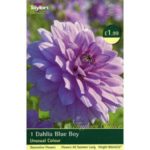 Dahlia Blue Boy Tuber