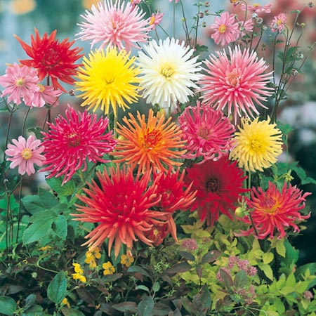 Dahlia Cactus Blend Plants Pack of 18 Pot Ready