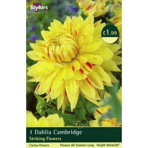 Dahlia Cambridge Bulb