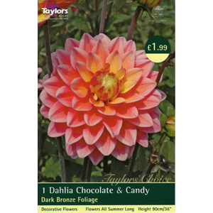 Dahlia Chocolate and Candy Bulb