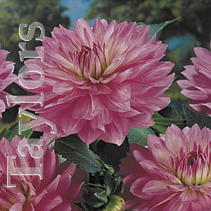 Dahlia Christine Bulb