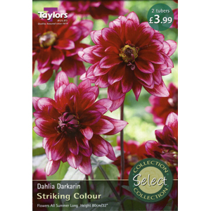 Dahlia Darkarin Tubers