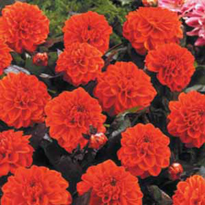 Dahlia Ellen Houston Bulb