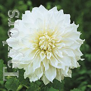 Dahlia Fleur Bulb