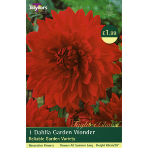 Dahlia Garden Wonder Bulb