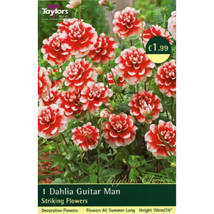 Dahlia Guitar Man Bulb