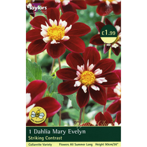 Dahlia Mary Evelyn Gipsy Bulb
