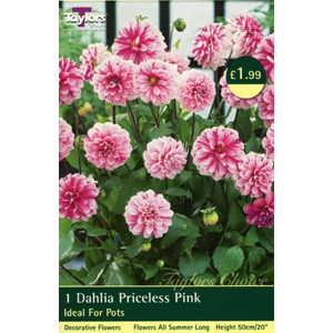 Dahlia Priceless Pink Bulb
