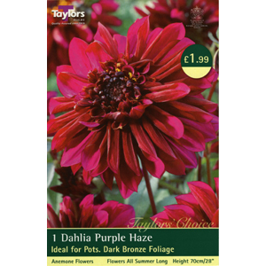 Dahlia Purple Haze Bulb