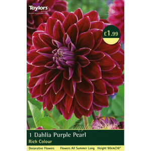 Dahlia Purple Pearl Bulb