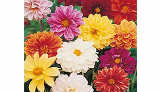 Dahlia Seeds - Dwarf Amore Mixed