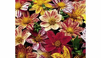 Dahlia Seeds - Fireworks