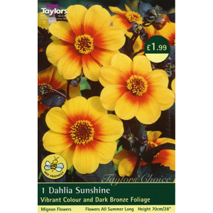 Dahlia Sunshine Bulb