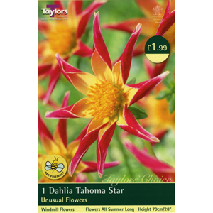 Dahlia Tahoma Star Bulb