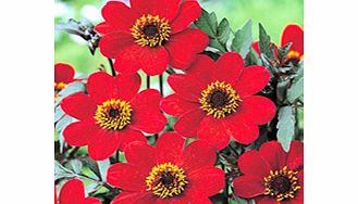 Dahlia Tubers - Bishop Twin Pack